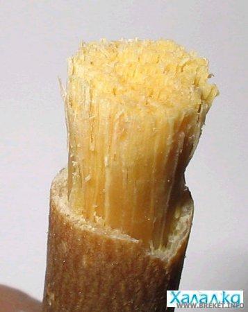 Miswak