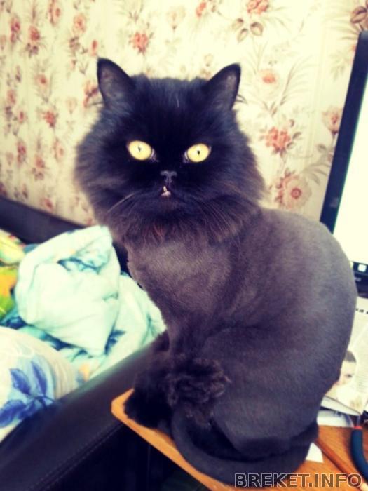 кривозубик котя