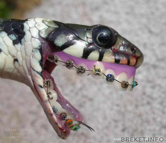 snake_smile_by_breaktheday.jpg