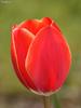 tulip.jpg