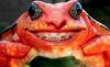 frog-teeth-braces-1024x629.jpg